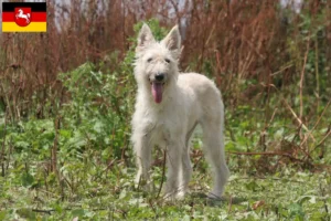 Lire la suite à propos de l’article Bouvier des Ardennes éleveurs et chiots en Basse-Saxe