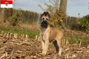 Lire la suite à propos de l’article Bouvier des Ardennes éleveurs et chiots en Brandebourg