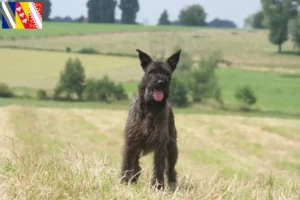 Lire la suite à propos de l’article Bouvier des Ardennes éleveurs et chiots en Grand Est