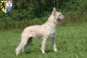 Lire la suite à propos de l’article Bouvier des Ardennes éleveurs et chiots en Hauts-de-France