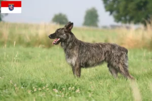 Lire la suite à propos de l’article Bouvier des Ardennes éleveurs et chiots en Hesse