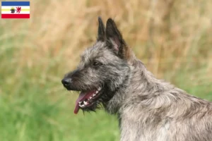 Lire la suite à propos de l’article Bouvier des Ardennes éleveurs et chiots dans le Mecklembourg-Poméranie occidentale