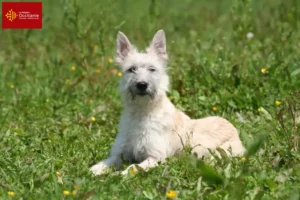 Lire la suite à propos de l’article Bouvier des Ardennes éleveurs et chiots en Occitanie