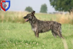 Lire la suite à propos de l’article Bouvier des Ardennes Éleveurs et chiots en Pays de la Loire
