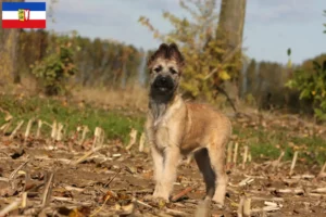 Lire la suite à propos de l’article Bouvier des Ardennes éleveurs et chiots dans le Schleswig-Holstein