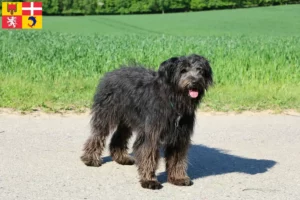 Lire la suite à propos de l’article Bouvier des Flandres éleveurs et chiots en Auvergne-Rhône-Alpes