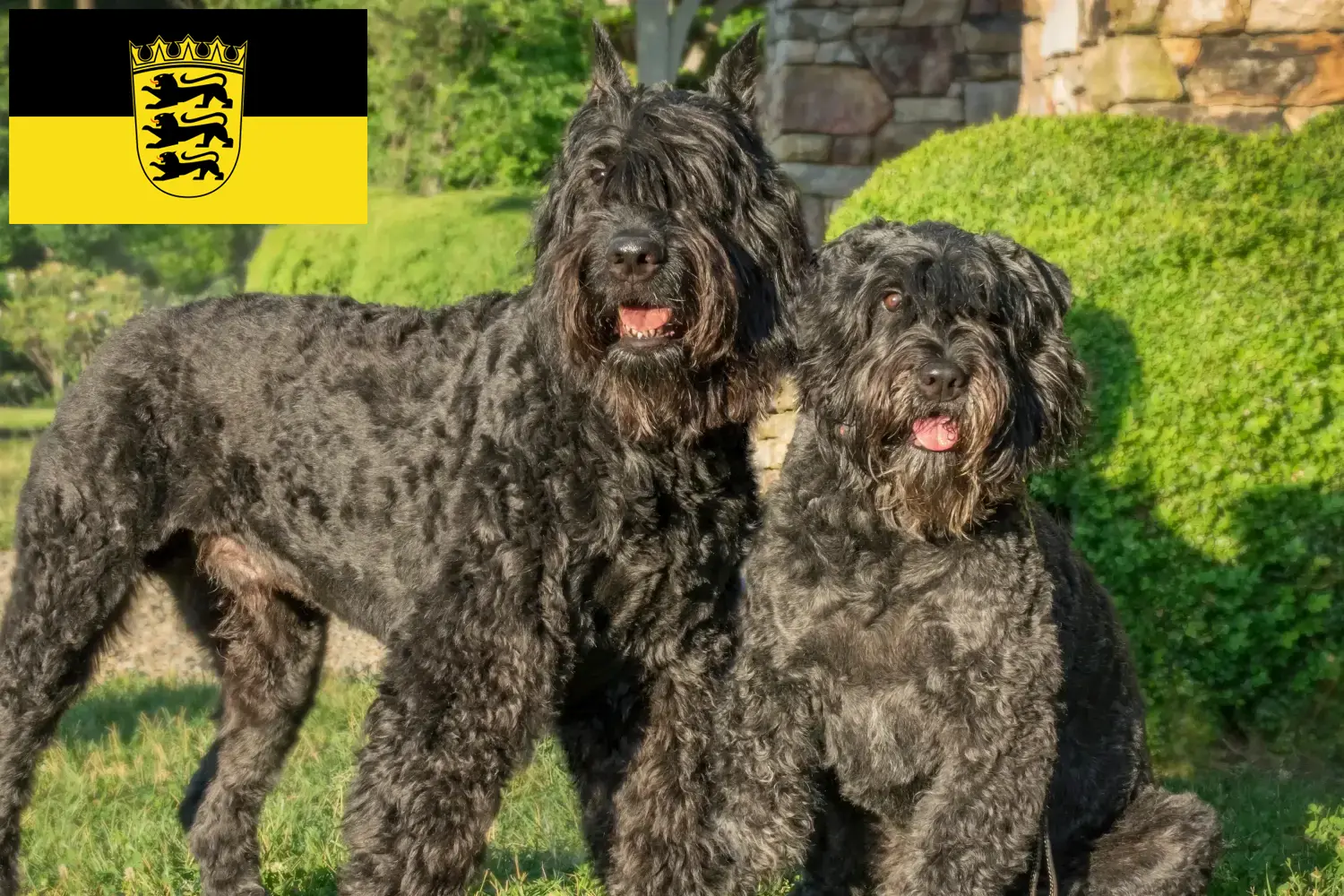 Bouvier des Flandres chiots et éleveurs Baden-Württemberg Ici tu trouves des éleveurs de Bouvier des Flandres en Baden-Württemberg.
