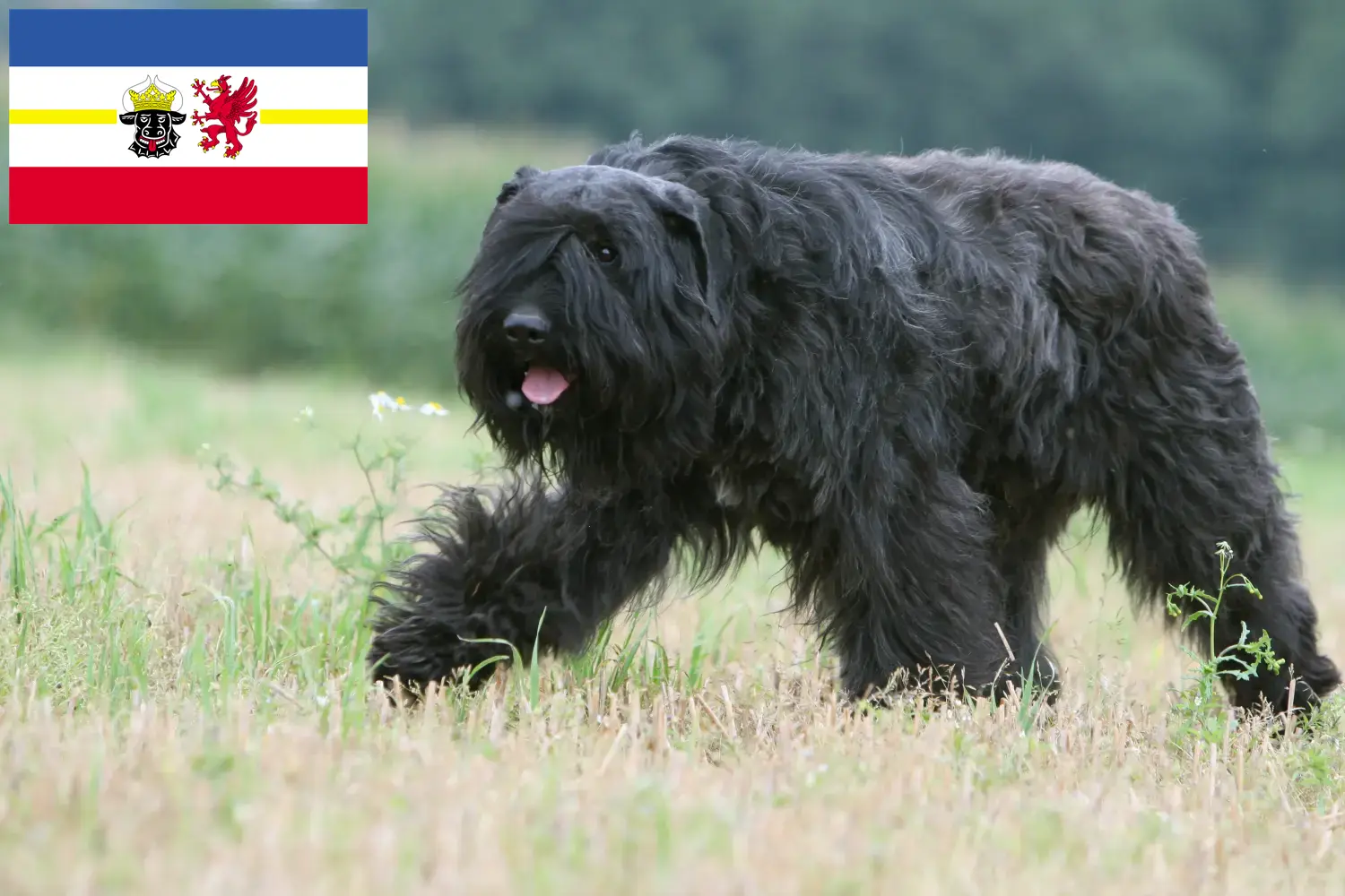 Bouvier des Flandres chiots et éleveurs Mecklembourg-Poméranie occidentale Ici, tu trouveras des éleveurs de Bouvier des Flandres dans le Mecklembourg-Poméranie occidentale.