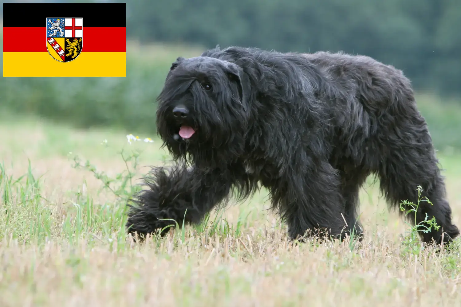 Bouvier des Flandres chiots et éleveurs Saarland Ici, tu trouveras des éleveurs de Bouvier des Flandres en Sarre.