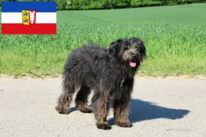 Lire la suite à propos de l’article Bouvier des Flandres éleveurs et chiots en Schleswig-Holstein