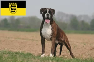 Lire la suite à propos de l’article Boxer éleveurs et chiots en Baden-Württemberg