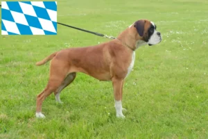 Lire la suite à propos de l’article Éleveurs de boxers et chiots en Bavière
