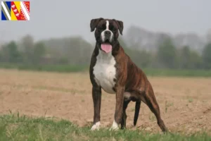 Lire la suite à propos de l’article Éleveurs de boxers et chiots en Grand Est