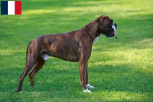 Lire la suite à propos de l’article Éleveurs de boxers et chiots en Guadeloupe