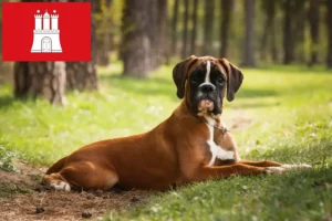 Lire la suite à propos de l’article Éleveurs de boxers et chiots à Hambourg