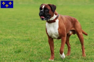 Lire la suite à propos de l’article Éleveurs de boxers et chiots en Île-de-France