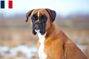 Lire la suite à propos de l’article Éleveurs de boxers et chiots en Martinique