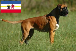 Lire la suite à propos de l’article Boxer éleveurs et chiots dans le Mecklembourg-Poméranie occidentale