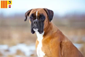 Lire la suite à propos de l’article Boxer éleveurs et chiots en Provence-Alpes-Côte d’Azur