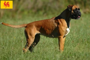 Lire la suite à propos de l’article Éleveurs de boxers et chiots en Région wallonne