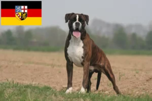 Lire la suite à propos de l’article Éleveurs de boxers et chiots en Sarre