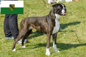 Lire la suite à propos de l’article Boxer éleveurs et chiots en Saxe