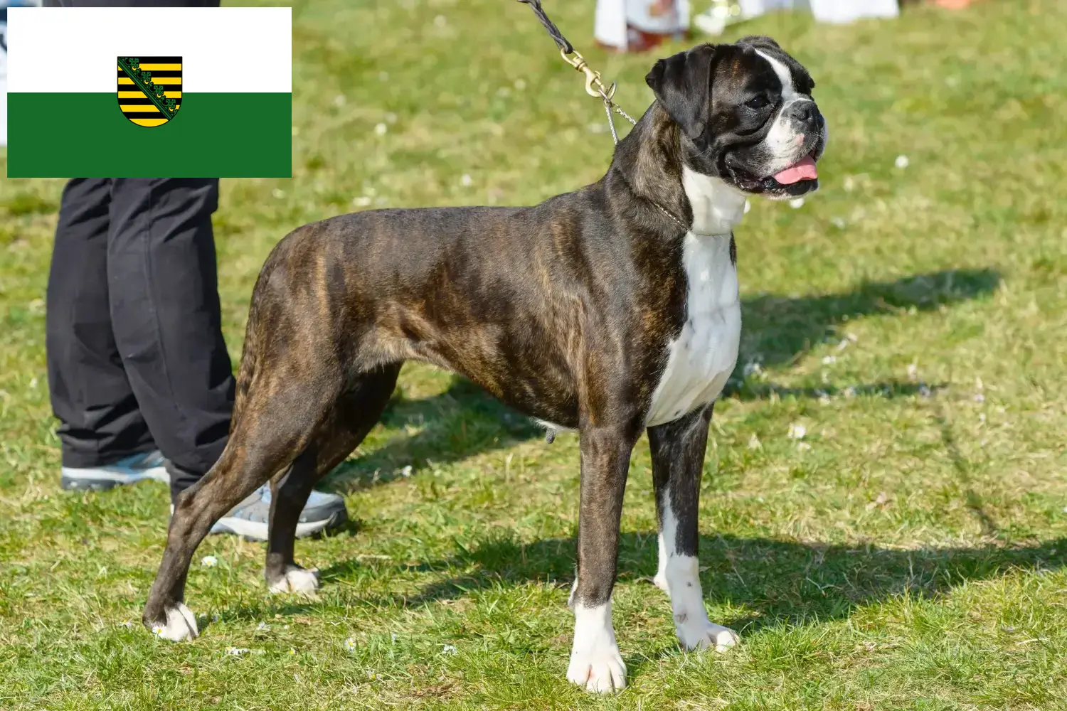 Boxer chiots et éleveurs Saxe Ici, tu trouveras des éleveurs de boxers en Saxe.