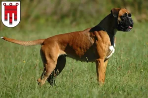 Lire la suite à propos de l’article Éleveurs de boxers et chiots dans le Vorarlberg