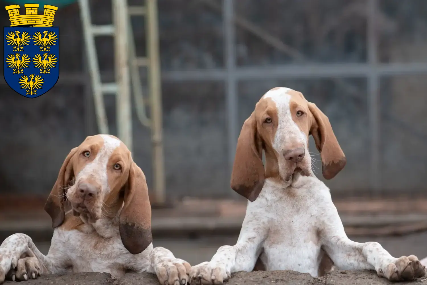 Bracco Italiano chiots et éleveurs Basse-Autriche Ici vous trouverez des éleveurs de Bracco Italiano en Basse-Autriche.