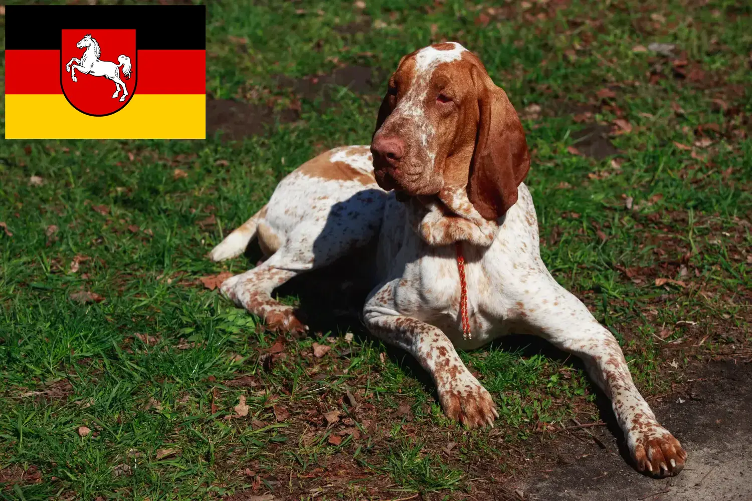 Bracco Italiano chiots et éleveurs Basse-Saxe Ici, tu trouveras des éleveurs de Bracco Italianos en Basse-Saxe.