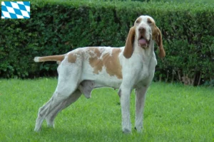 Lire la suite à propos de l’article Bracco Italiano Éleveurs et chiots en Bavière