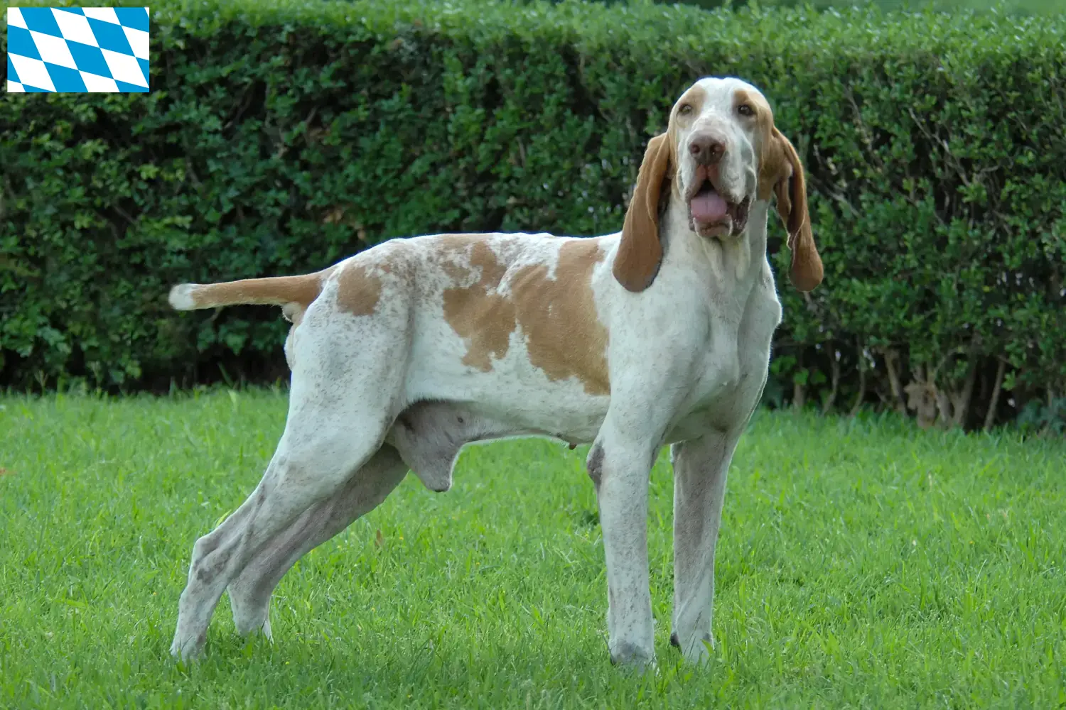 Bracco Italiano chiots et éleveurs Bavière Ici, tu trouveras des éleveurs de Bracco Italianos en Bavière.