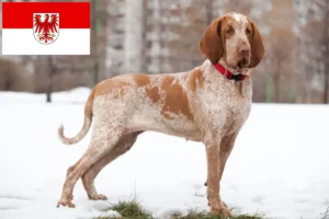 Lire la suite à propos de l’article Bracco Italiano Éleveurs et chiots dans le Brandebourg