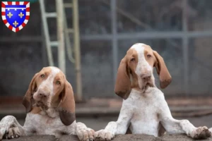 Lire la suite à propos de l’article Bracco Italiano Éleveurs et chiots en Centre-Val de Loire