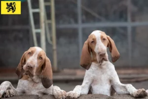 Lire la suite à propos de l’article Bracco Italiano Éleveurs et chiots en Flandre