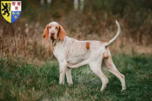 Lire la suite à propos de l’article Bracco Italiano Éleveurs et chiots en Hauts-de-France