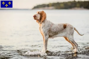 Lire la suite à propos de l’article Bracco Italiano Éleveurs et chiots en Île-de-France