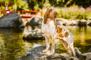 Lire la suite à propos de l’article Bracco Italiano éleveurs et chiots en Carinthie