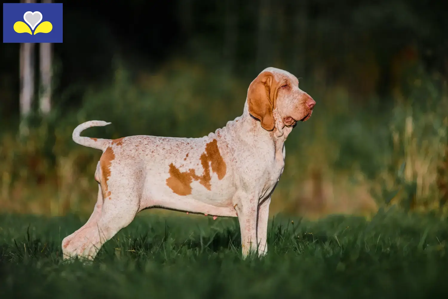 Bracco Italiano Chiots et éleveurs Région de Bruxelles-Capitale Ici tu trouves les éleveurs de Bracco Italianos en Région de Bruxelles-Capitale.