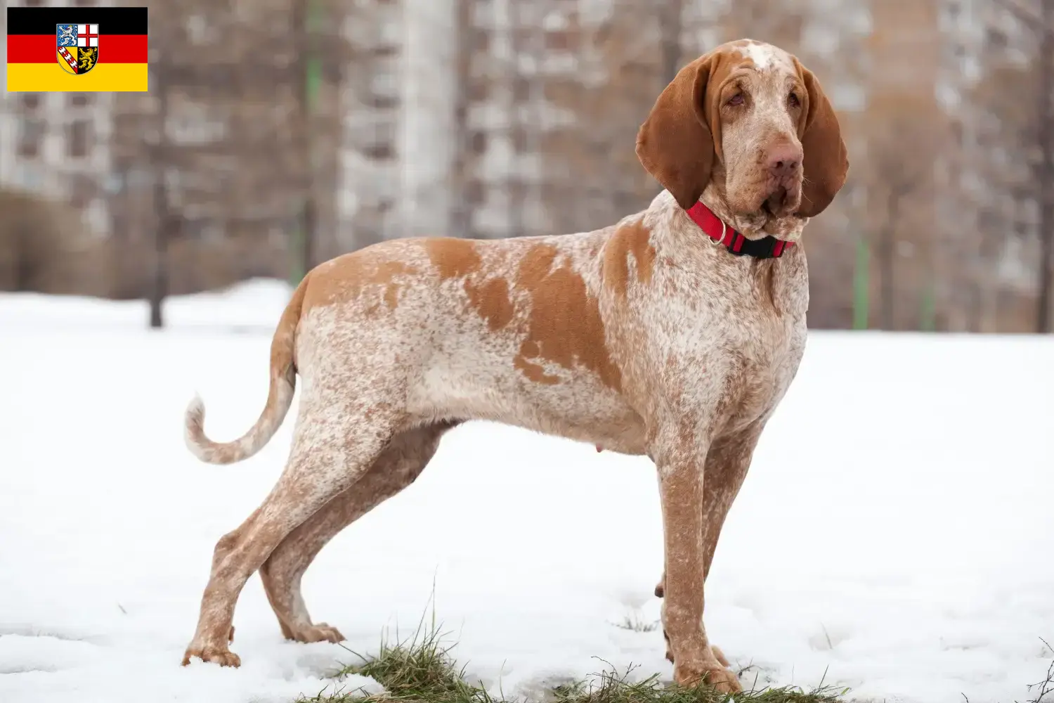 Bracco Italiano chiots et éleveurs Saarland Ici, tu trouveras des éleveurs de Bracco Italianos en Sarre.
