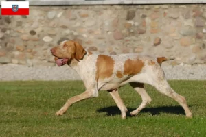 Lire la suite à propos de l’article Bracco Italiano Éleveurs et chiots en Thuringe