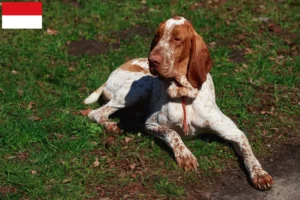Lire la suite à propos de l’article Bracco Italiano Éleveurs et chiots à Vienne