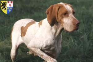 Lire la suite à propos de l’article Braque de l’Ariège Éleveurs et chiots en Hauts-de-France