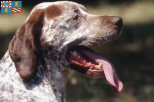 Lire la suite à propos de l’article Braque du Bourbonnais Éleveurs et chiots en Bourgogne-Franche-Comté