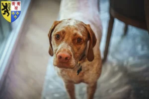 Lire la suite à propos de l’article Braque du Bourbonnais Éleveurs et chiots en Hauts-de-France