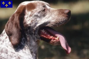 Lire la suite à propos de l’article Braque du Bourbonnais Éleveurs et chiots en Île-de-France