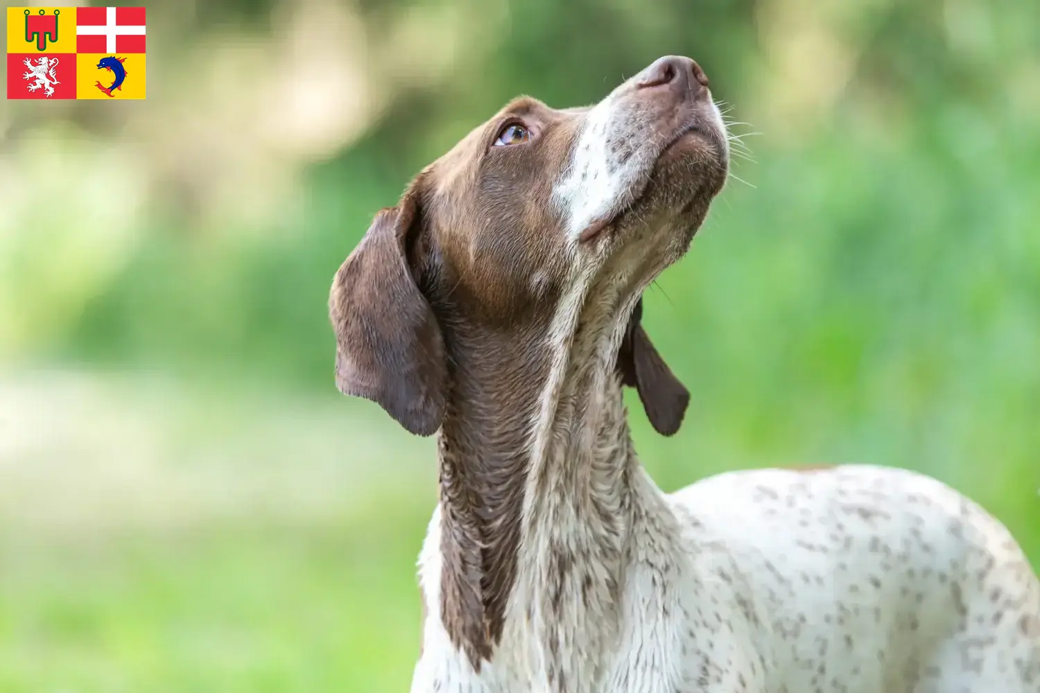 Braque français type Gascogne Chiots et éleveurs Auvergne-Rhône-Alpes Ici tu trouves des éleveurs de Braque français type Gascognes en Auvergne-Rhône-Alpes.