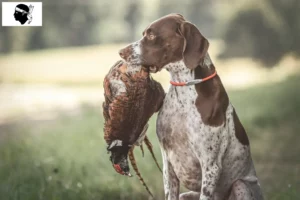Lire la suite à propos de l’article Braque français type Gascogne Éleveurs et chiots en Corse