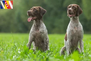 Lire la suite à propos de l’article Braque français type Gascogne Éleveurs et chiots en Grand Est