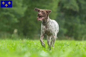 Lire la suite à propos de l’article Braque français type Gascogne Éleveurs et chiots en Île-de-France